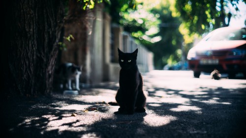 黒猫の壁紙 ネコ 黒猫 ネコ科 光 中型から中型の猫 木 日光 葉 眼 ひげ Wallpaperkiss