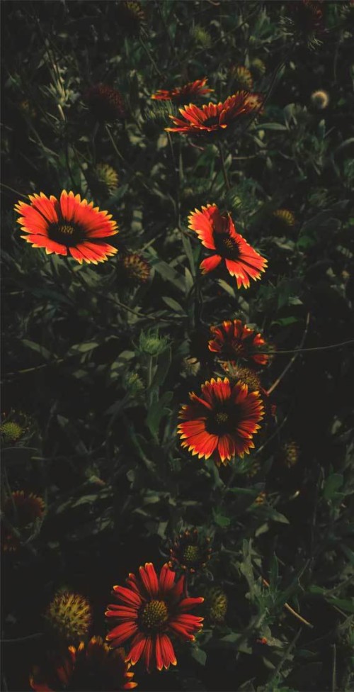 緑の花の壁紙 花 開花植物 赤 工場 花弁 オレンジ 野草 バーバートンデイジー 毛布の花 Wallpaperkiss