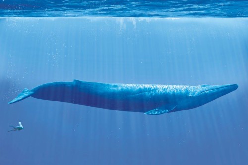 クジラの壁紙 海洋哺乳類 シロナガスクジラ 海洋生物学 イルカ 鯨 ザトウクジラ 魚 スピナーイルカ Wallpaperkiss