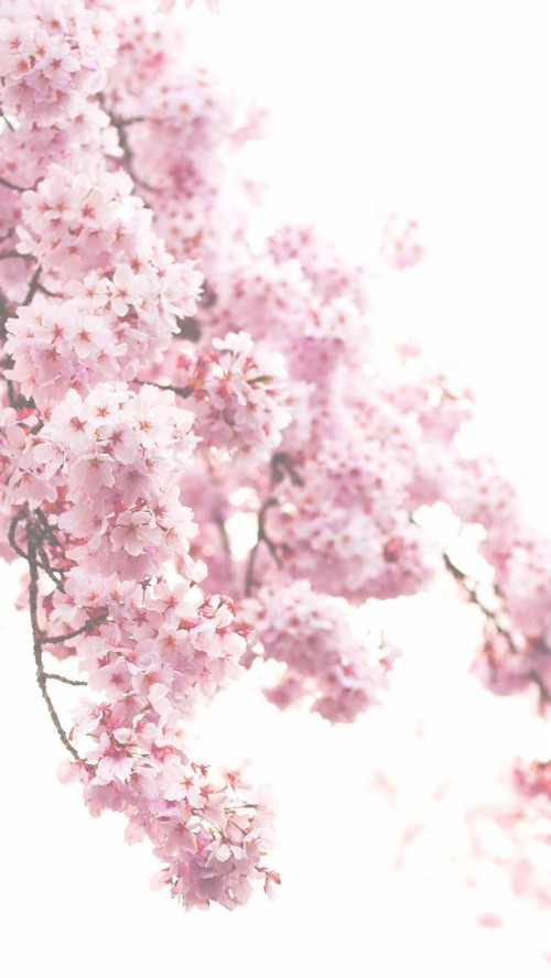 豪華な壁紙 ピンク 花 花 桜の花 工場 ライラック 春 木 図 Wallpaperkiss