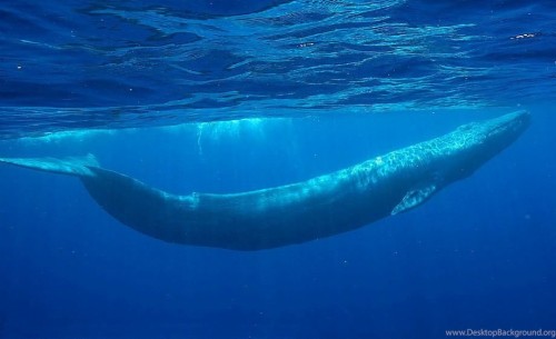 クジラの壁紙 海洋哺乳類 海洋生物学 鯨 水中 シロナガスクジラ ザトウクジラ 魚 Wallpaperkiss