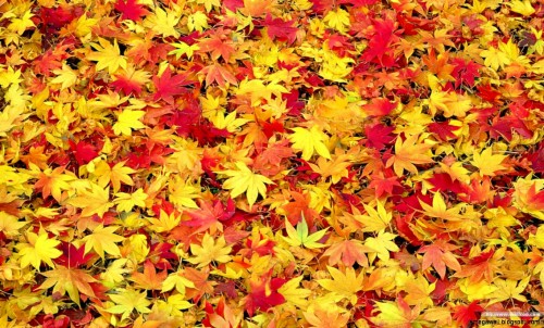 Herbstlaub Tapete Blatt Gelb Rot Pflanze Herbst Blume Baum Ahornblatt Bluhende Pflanze 1339401 Wallpaperkiss