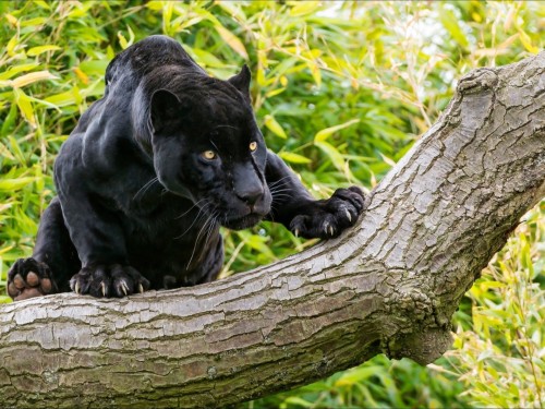 Schwarzer panther hd