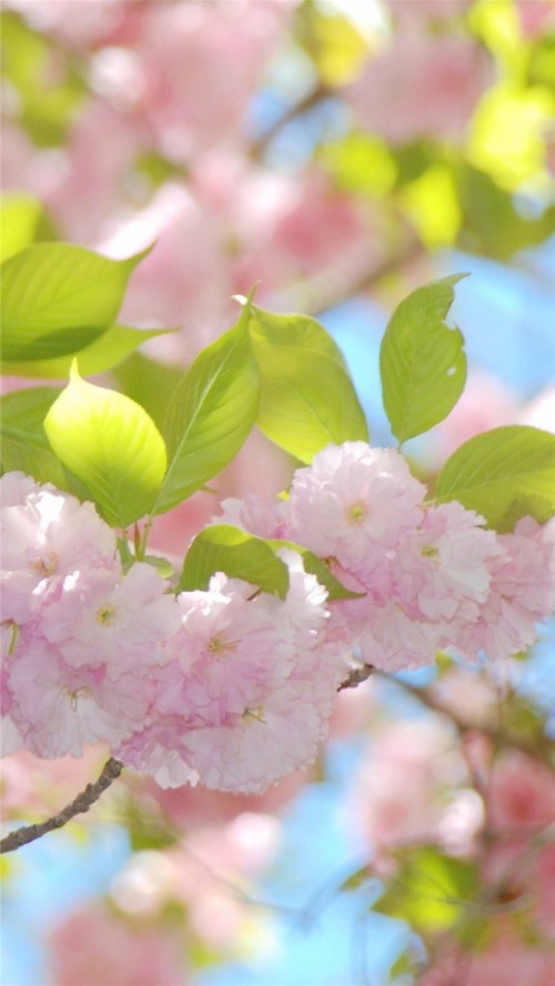 Iphoneのための美しい壁紙 花 春 花 工場 花弁 ピンク 開花植物 桜の花 木 Wallpaperkiss