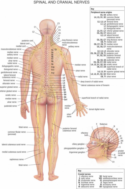 人間の壁紙 人体解剖学 ショルダー 神経 腹部 バック 図 立っている Wallpaperkiss