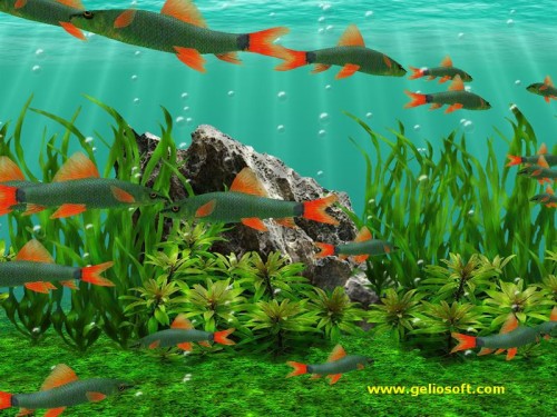 動く魚の壁紙 金魚 水生植物 海洋生物学 水族館 魚 魚 フィーダーフィッシュ 淡水水族館 水中 Wallpaperkiss