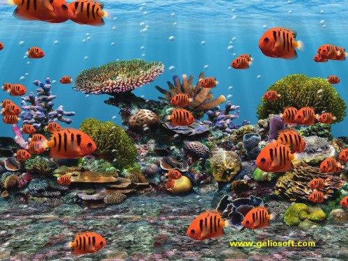 動く魚の壁紙 海洋生物学 魚 魚 サンゴ礁の魚 コバルトブルー 水中 マジョレルブルー エレクトリックブルー Wallpaperkiss