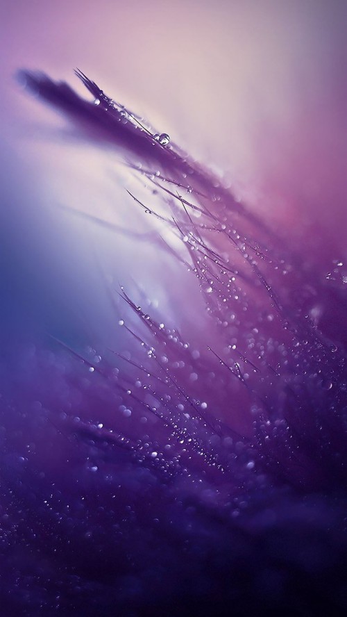雨壁紙iphone バイオレット 水 紫の 空 光 ピンク 閉じる ラベンダー ライラック マクロ撮影 Wallpaperkiss