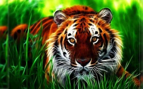 Fonds D Ecran 3d 17 Tigre Faune Animal Terrestre Tigre Du Bengale Felides Tigre De Siberie Herbe Vert Moustaches Wallpaperkiss