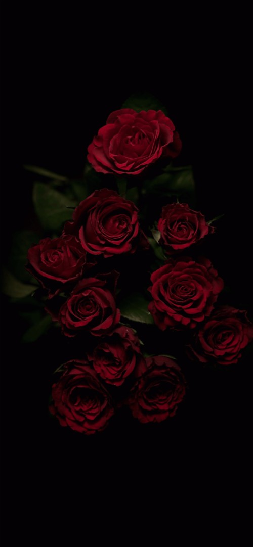黒の審美的な壁紙 ローズ 庭のバラ 赤 花 黒 バラ科 花弁 ピンク フロリバンダ 静物写真 Wallpaperkiss