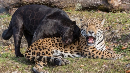 ジャガーの壁紙 陸生動物 野生動物 ジャガー ヒョウ ネコ科 大きな猫 アフリカのヒョウ Wallpaperkiss