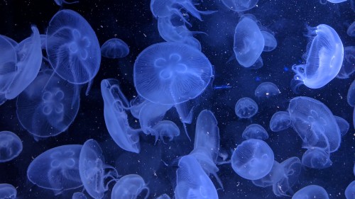 クラゲの壁紙 クラゲ 青い 海洋生物学 刺胞動物 海洋無脊椎動物 水 エレクトリックブルー Wallpaperkiss