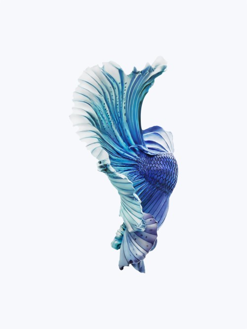 Iphoneの魚の壁紙 白い 青い フェザー ターコイズ 羽 鳥 Wallpaperkiss