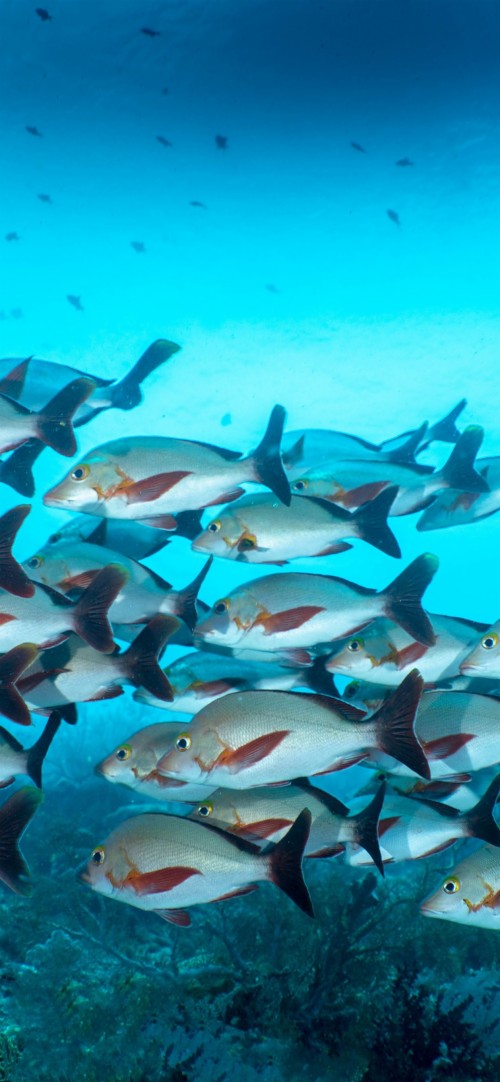 Iphoneの魚の壁紙 魚 海洋生物学 水中 魚 アクア サンゴ礁の魚 浅瀬 硬骨魚 Wallpaperkiss