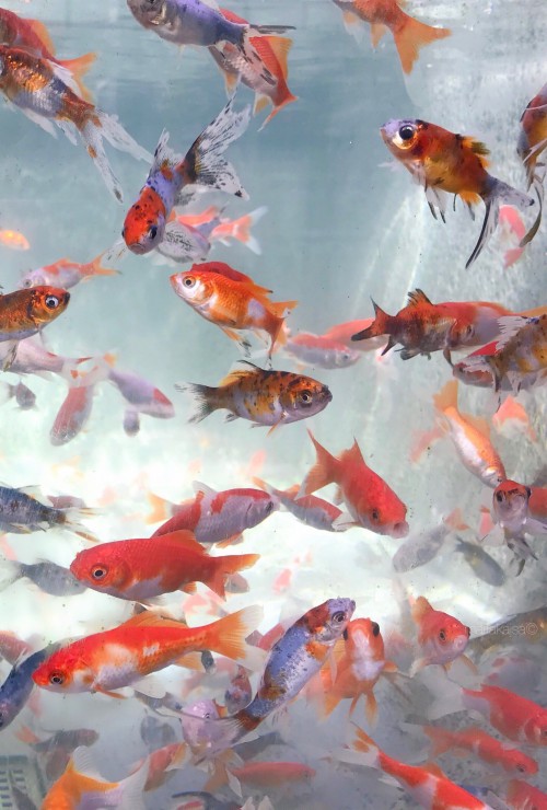 Iphoneの魚の壁紙 魚 恋 赤 金魚 フィーダーフィッシュ 海洋生物学 池 魚 魚のいる池 Wallpaperkiss