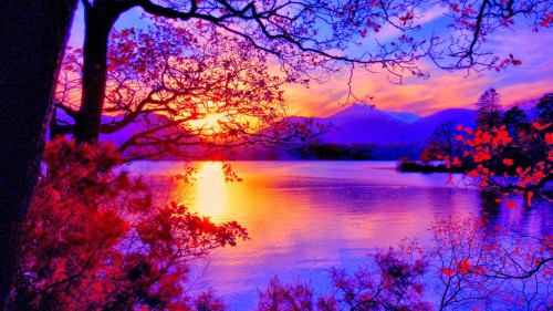 美しい風景の壁紙 自然の風景 自然 空 反射 紫の 木 バイオレット 日の出 朝 Wallpaperkiss