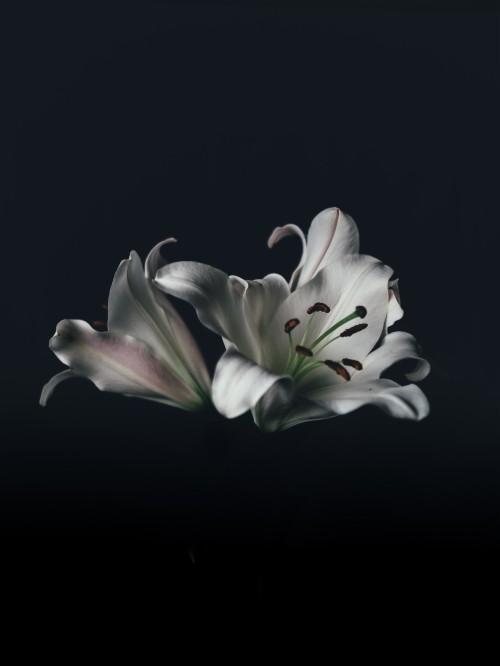 黒と白の花の壁紙 白い 花 花弁 工場 ゆり 静物写真 開花植物 ペルーのユリ ユリ科 写真撮影 Wallpaperkiss