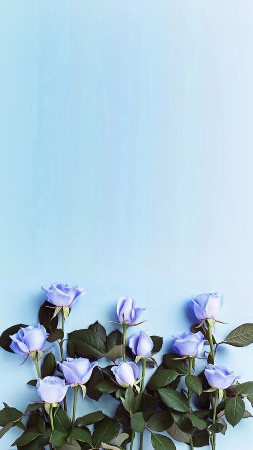 Iphone壁紙pinterest 花 青い バイオレット 紫の 工場 開花植物 花弁 バルーンフラワー ビオラ 朝顔 Wallpaperkiss