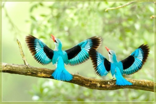 鳥ライブ壁紙 鳥 Coraciiformes 羽 青い鳥 野生動物 フェザー Wallpaperkiss