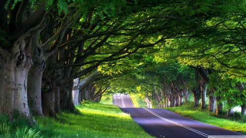 木の壁紙のhd 緑 自然の風景 自然 木 道路 光 草 日光 Wallpaperkiss