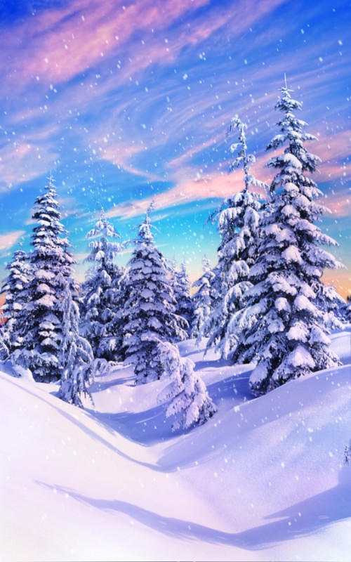クリスマス壁紙無料ライブ 空 冬 雪 木 モミ 針葉樹 スプルース クリスマスツリー 風景 クリスマス イブ Wallpaperkiss