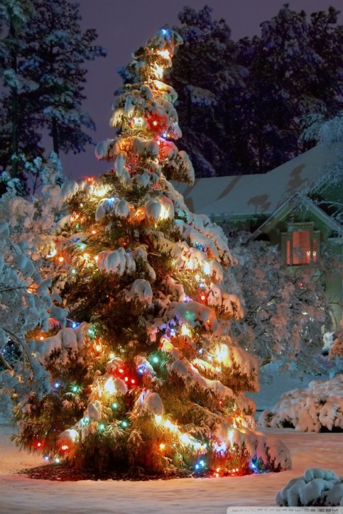 クリスマス3dライブ壁紙 クリスマスツリー クリスマスの飾り 木 コロラドスプルース クリスマスのあかり クリスマス クリスマスオーナメント スプルース モミ Wallpaperkiss