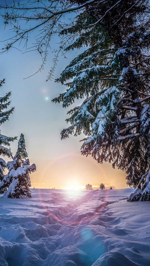 冬の壁紙iphone 雪 空 冬 自然 木 凍結 自然の風景 朝 Wallpaperkiss