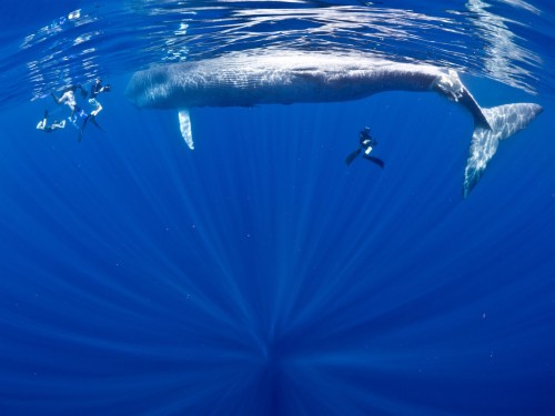 シロナガスクジラの壁紙 水 青い 海洋哺乳類 水中 海洋生物学 イルカ 海洋 Wallpaperkiss