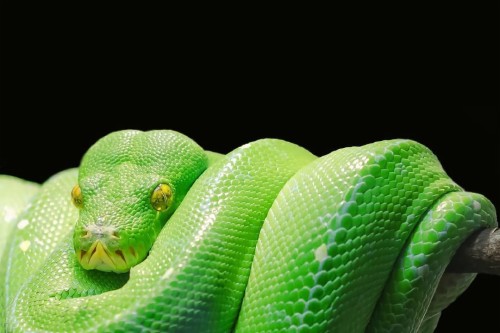 壁紙ular 緑 なめらかなヘビ 爬虫類 ヘビ Pythonファミリー 蛇 Python ボアコンストリクター Wallpaperkiss