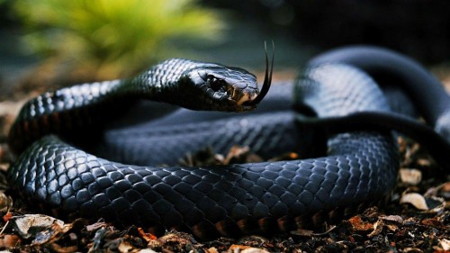 壁紙ular 爬虫類 Pythonファミリー Python ビルマニシキヘビ 蛇 ヘビ 陸生動物 Wallpaperkiss