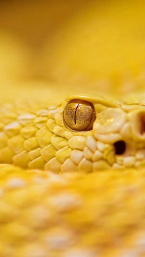 ヘビのhdの壁紙 マクロ撮影 黄 閉じる 爬虫類 ガラガラヘビ Pythonファミリー Python 写真撮影 ヘビ Wallpaperkiss
