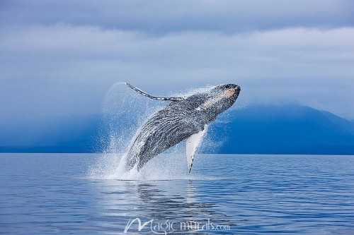 シロナガスクジラの壁紙 海洋哺乳類 ザトウクジラ 鯨 コククジラ 海洋生物学 野生動物 Wallpaperkiss