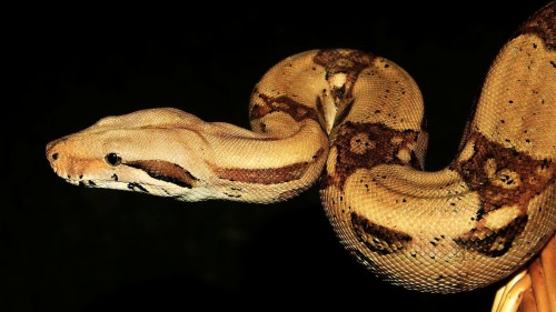 ヘビのhdの壁紙 ヘビ ボアコンストリクター 爬虫類 Pythonファミリー Python 蛇 ロックパイソン Wallpaperkiss