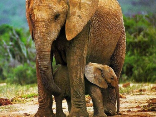 かわいい赤ちゃんのhdの壁紙 象 象とマンモス 陸生動物 インド象 野生動物 アフリカゾウ Wallpaperkiss