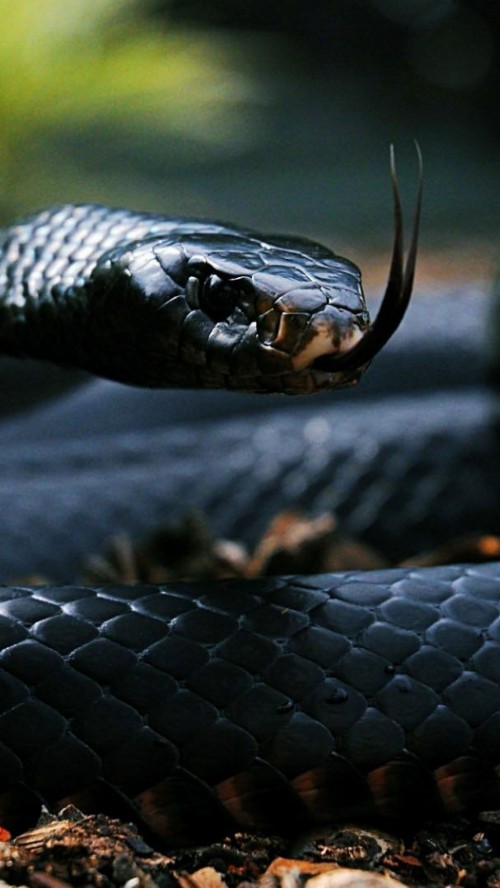ヘビのhdの壁紙 ヘビ 蛇 爬虫類 ブラックマンバ 黒 エラピダエ 東部藍蛇 Wallpaperkiss