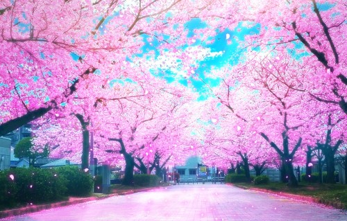 さくら壁紙 ピンク 木 自然 花 春 花 桜の花 工場 自然の風景 Wallpaperkiss