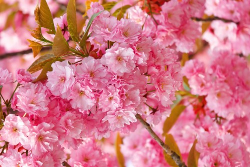 さくら壁紙 花 工場 ピンク 花弁 春 花 開花植物 桜の花 木 Wallpaperkiss