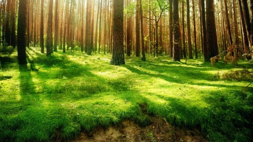 森のhdライブ壁紙 自然の風景 自然 木 森林 森林 緑 古い成長林 Wallpaperkiss
