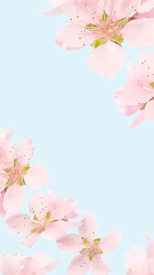 かわいい壁紙と背景 ピンク 花 花 桜の花 花弁 春 工場 図 Wallpaperkiss