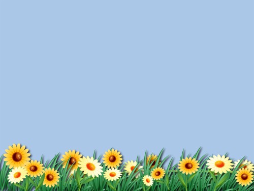 かわいい壁紙と背景 花 工場 牧草地 開花植物 デイジー ガーベラ 野草 ひまわり 春 Wallpaperkiss