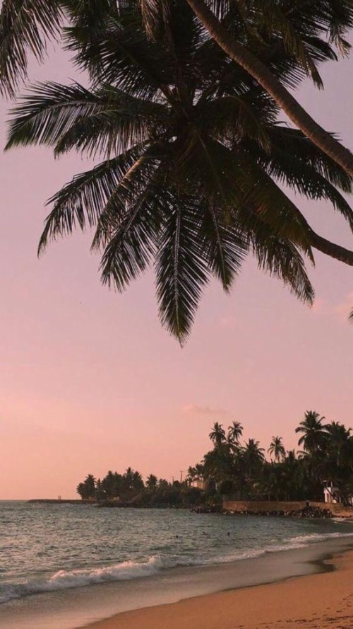 夏壁紙tumblr 木 ヤシの木 アタレアスペシオサ 木本 空 工場 カリブ海 Wallpaperkiss
