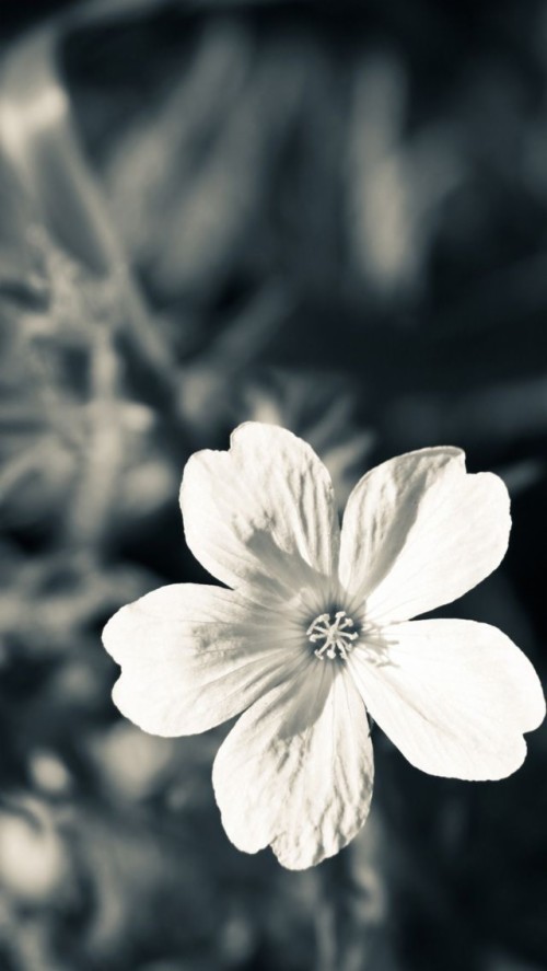 携帯用の花の壁紙 白い 花弁 花 黒と白 モノクロ写真 黒 工場 空 モノクローム 春 Wallpaperkiss