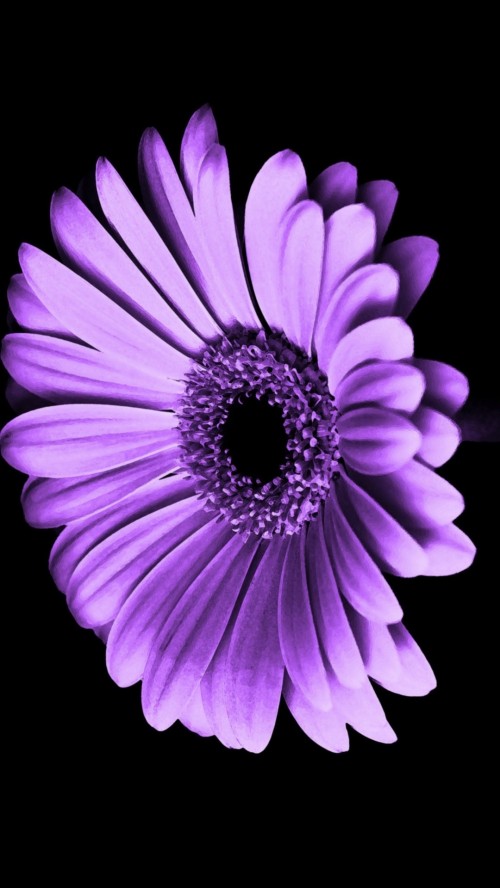 紫色の壁紙のhd 花 バーバートンデイジー 花弁 ガーベラ アフリカのデイジー バイオレット 紫の 工場 開花植物 ピンク Wallpaperkiss