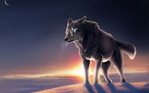 孤独なオオカミの壁紙 狼 野生動物 狼犬 頭 鼻 Wallpaperkiss