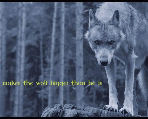 孤独なオオカミの壁紙 狼 犬 野生動物 チェコスロバキアンウルフドッグ サールース ウルフドッグ Wallpaperkiss