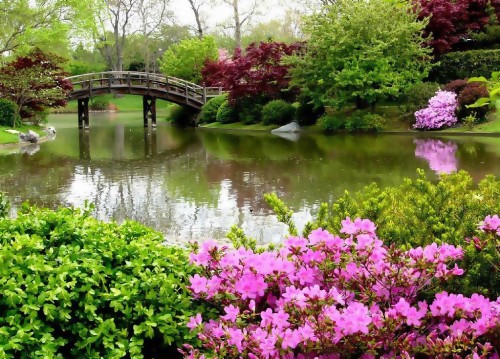 なだめるような壁紙 花 自然 工場 庭園 自然の風景 春 植物園 開花植物 Wallpaperkiss