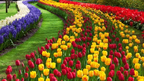 Tulips Flowers Wallpapers Flower Tulip Flowering Plant Petal Plant Tulipa Humilis Lady Tulip Plant Stem Spring Botany 1431497 Wallpaperkiss