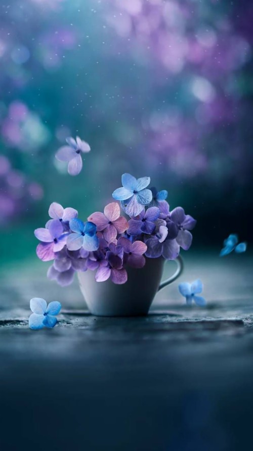モバイル用の美しい花の壁紙 バイオレット 青い 紫の ラベンダー 花 静物写真 ライラック 静物 花弁 工場 Wallpaperkiss
