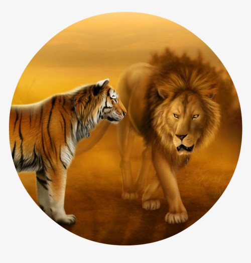 Tigre Fond D Ecran Telecharger Faune Felides Lion Gros Chats Lion Masai Tigre Du Bengale Animal Terrestre Tigre Rugir Wallpaperkiss