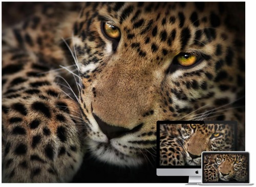 ヒョウの壁紙 陸生動物 野生動物 ヒョウ ジャガー ネコ科 大きな猫 アフリカのヒョウ Wallpaperkiss